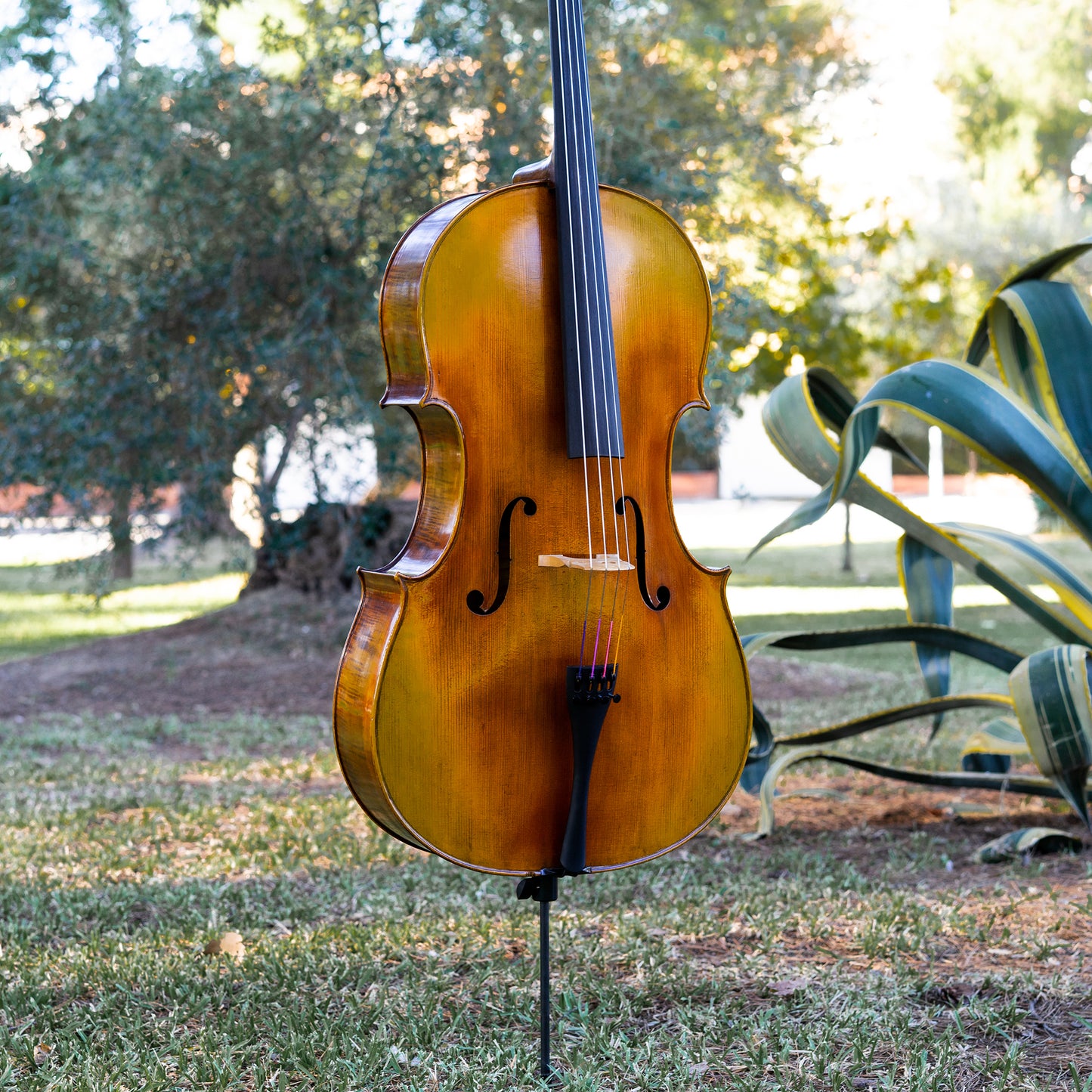 Violonchelo Mod. Gofriller / disponible