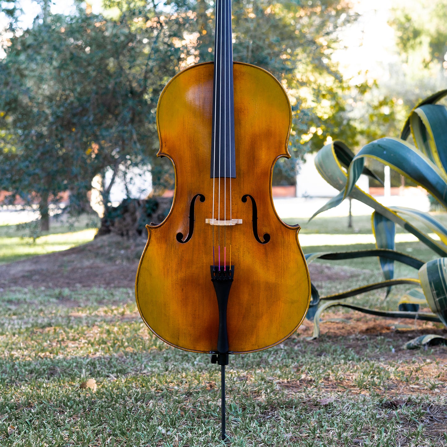 Violonchelo Mod. Gofriller / disponible